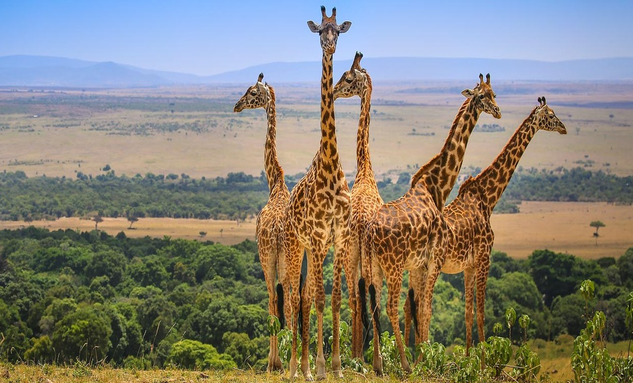 Hero Background - Giraffe